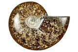 Polished Ammonite (Cleoniceras) Fossil - Madagascar #348490-1
